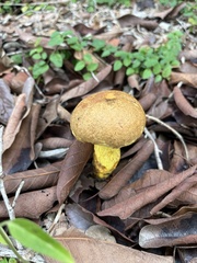 Pulchroboletus rubricitrinus