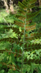 Dryopteris clintoniana