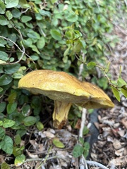 Pulchroboletus rubricitrinus