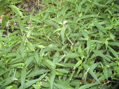 Persicaria punctata