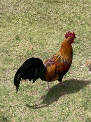 Gallus gallus domesticus