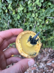 Pulchroboletus rubricitrinus