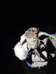 Myotis velifer