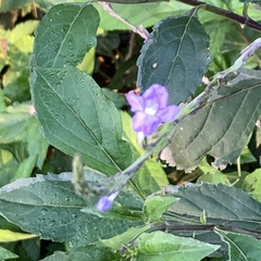 Verbenaceae