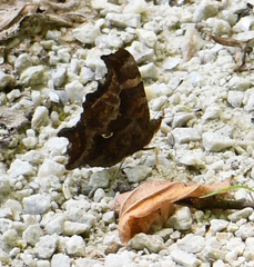 Polygonia comma