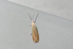 Coleophora