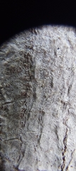 Hemerobiiformia