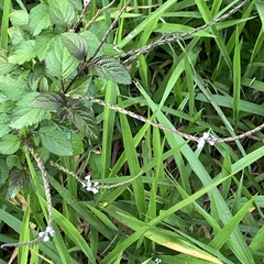 Verbenaceae
