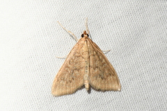 Framinghamia helvalis