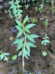 Lysimachia terrestris