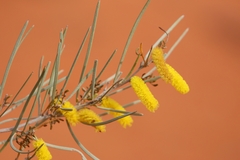 Acacia aneura
