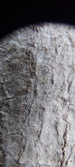 Hemerobiiformia