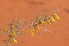 Acacia aneura