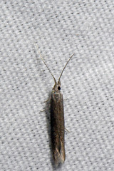 Coleophora