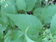 Solidago flexicaulis
