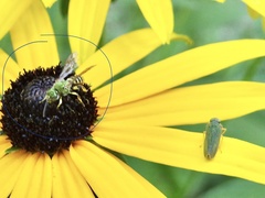 Agapostemon virescens