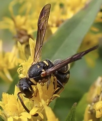 Parancistrocerus