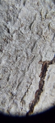 Hemerobiiformia