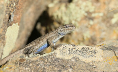 Sceloporus tristichus