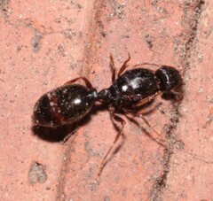 Tetramorium caespitum