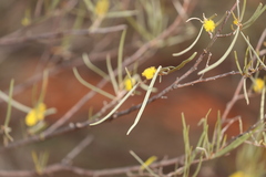 Acacia aneura