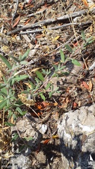 Cercocarpus ledifolius