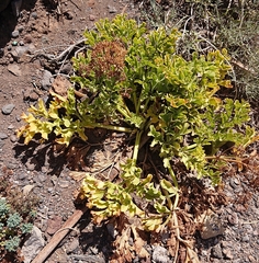 Astydamia latifolia