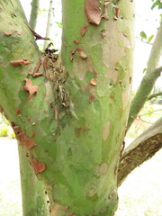 Myrtaceae
