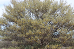 Acacia aneura