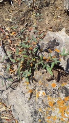 Cercocarpus ledifolius