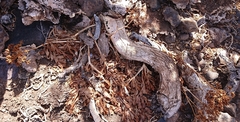 Astydamia latifolia