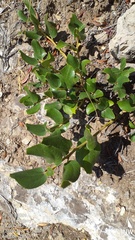Ceanothus velutinus
