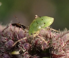 Liocoris tripustulatus