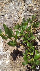 Ceanothus velutinus