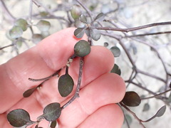 Corokia cotoneaster