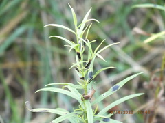Asteromyia euthamiae