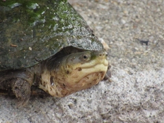 Kinosternon arizonense