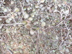 Corokia cotoneaster