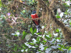 Trogon personatus