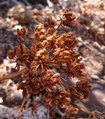 Astydamia latifolia