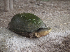 Kinosternon arizonense