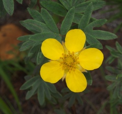 Dasiphora fruticosa