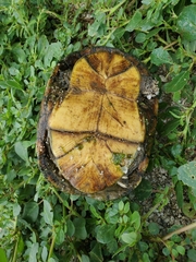 Kinosternon arizonense