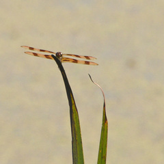 Celithemis eponina