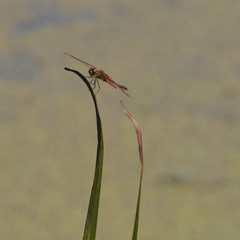 Celithemis eponina