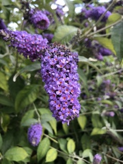 Buddleja davidii