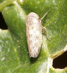 Euscelis