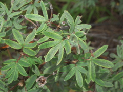 Dasiphora fruticosa