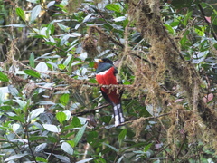 Trogon personatus