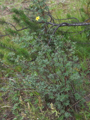 Dasiphora fruticosa